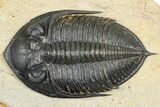 Fossil Zlichovaspis Trilobite - Atchana, Morocco #382824-1